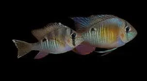 Biotodoma cupido (Wild) β Cupid Cichlid with iridescent blue spots and subtle gold body swimming in freshwater aquarium