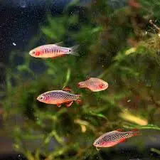 Dwarf Emerald Rasbora (Microrasbora erythromicron) โ rare nano freshwater aquarium fish with emerald-green body, subtle stripes, and red-orange fins in a planted tank.
