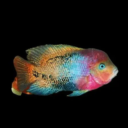 Redhead Synspilum Cichlid Vieja synspila large Central American cichlid with red orange head and silver green body