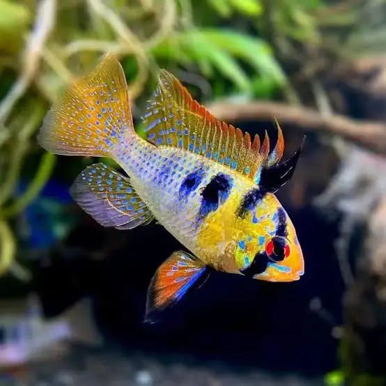 German Blue Ram Cichlid colorful freshwater fish with blue iridescent body and red accents