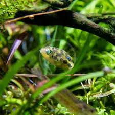 Pea Puffer (Carinotetraodon travancoricus) tiny 1-inch freshwater pufferfish with round body and bright eyes, swimming in a planted aquarium.
