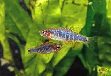 Dwarf Emerald Rasbora (Microrasbora erythromicron)Â