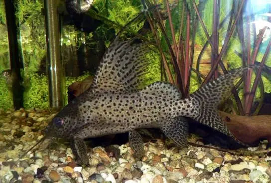 Synodontis Eupterus Featherfin Catfish freshwater catfish with tall dorsal fin