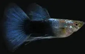 Tuxedo Black Guppy (Poecilia reticulata) male and female pair with metallic black and colorful tail patterns in a freshwater aquarium.