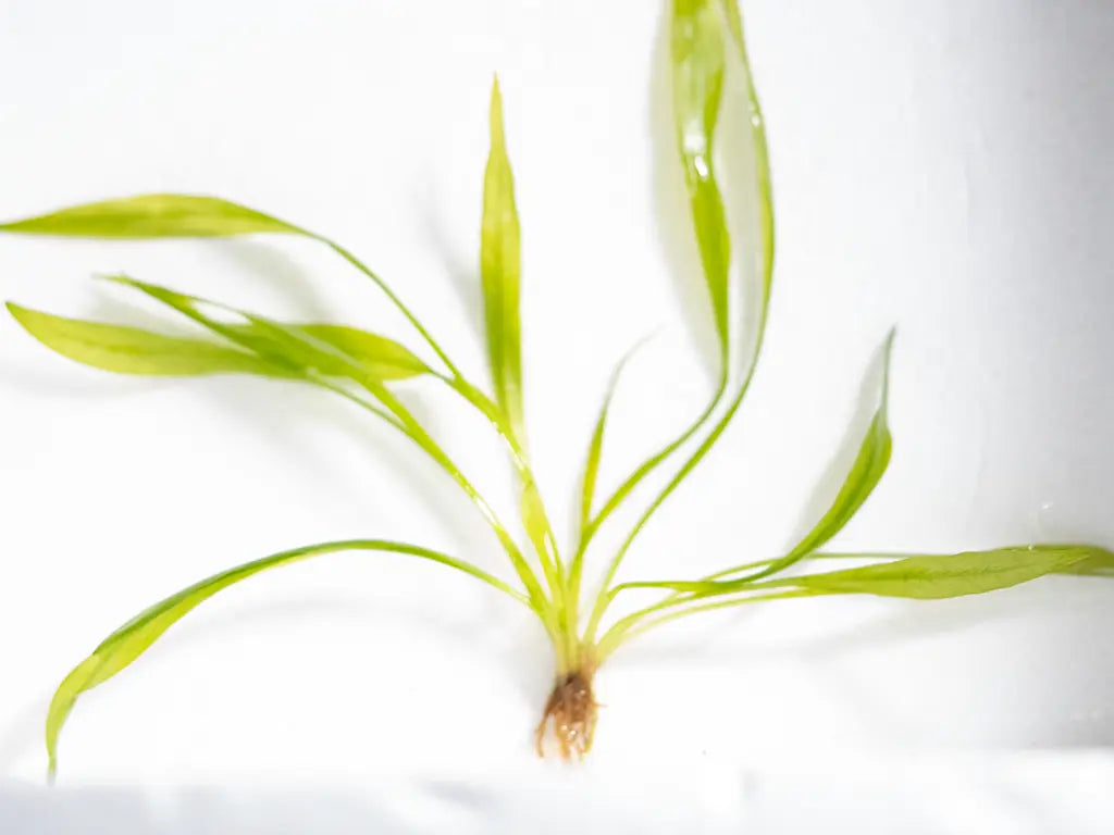 Broad Leaf Chain Sword (Echinodorus) – lush green rosette aquarium plant with wide leaves, growing in the background of a freshwater planted tank.