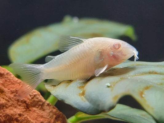 Albino pygmy corydoras peaceful bottom dweller