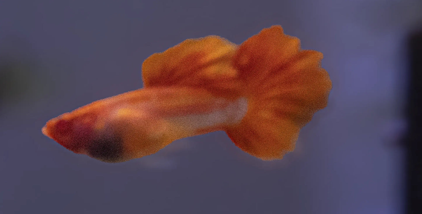 Glass Belly Guppy – semi-transparent livebearer fish with visible internal features, swimming in a freshwater planted aquarium.