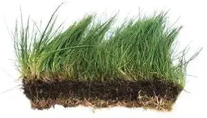 Mat Dwarf Hairgrass Tropical Treasures Wyo LLC