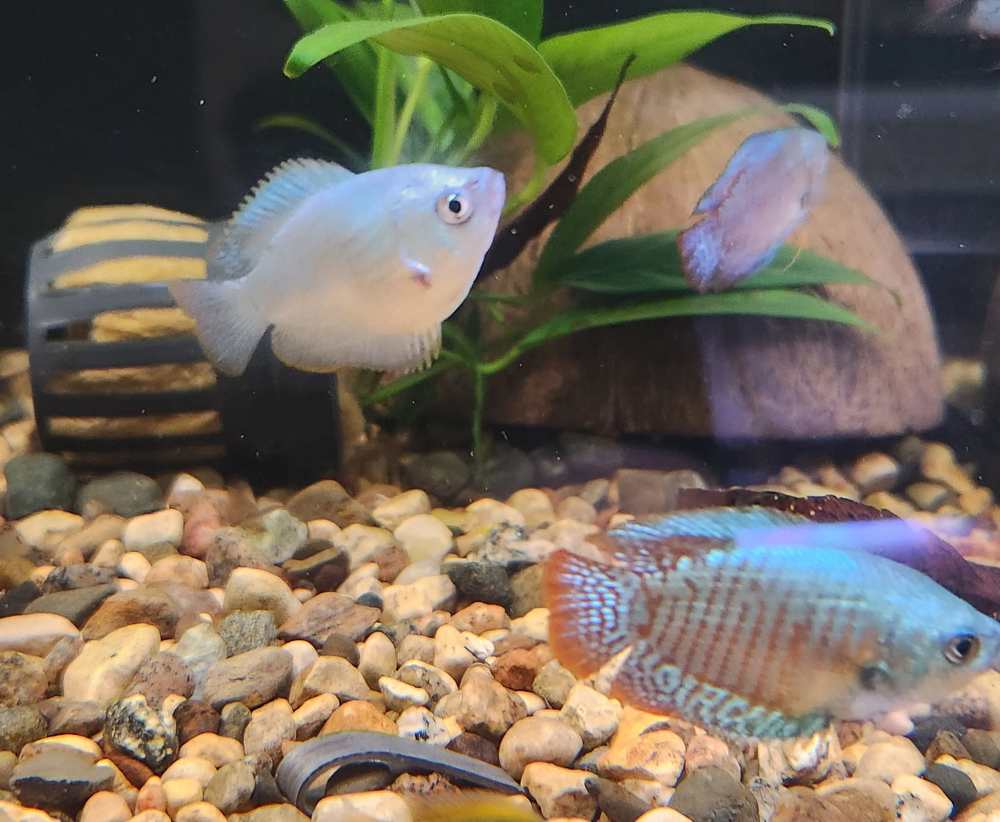 Green Neon Dwarf Gourami – bright green and blue iridescent nano gourami swimming in a planted freshwater aquarium