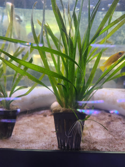 Vallisneria Jungle tall ribbon-like leaves in freshwater aquarium