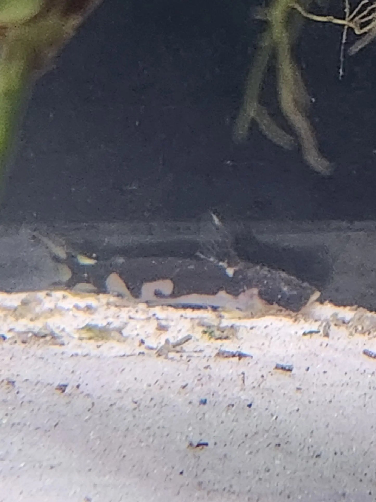 Ninja Woodcat (Tatia musaica) – dark patterned nocturnal woodcat hiding in driftwood inside a freshwater aquarium