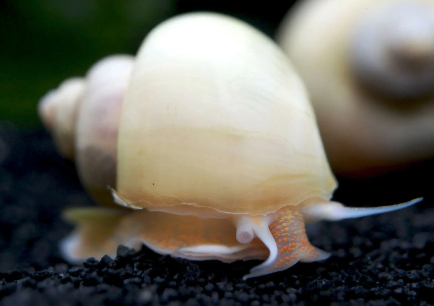 Ivory Mystery Snail (Pomacea bridgesii) – creamy white freshwater aquarium snail on plant leaf, peaceful algae eater for community tanks.