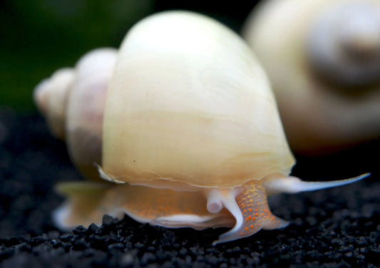 Ivory Mystery Snail (Pomacea bridgesii) – creamy white freshwater aquarium snail on plant leaf, peaceful algae eater for community tanks.