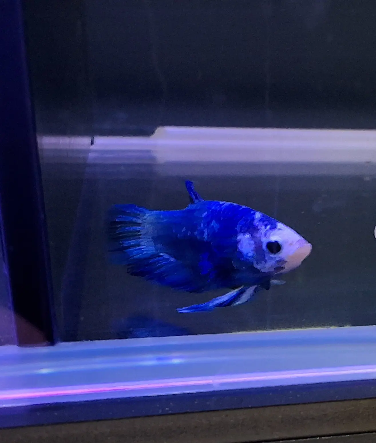 Male Blue Rim Betta (Betta splendens) – elegant Betta fish with white body and vivid blue fin edges displaying graceful fins while swimming in a planted freshwater aquarium