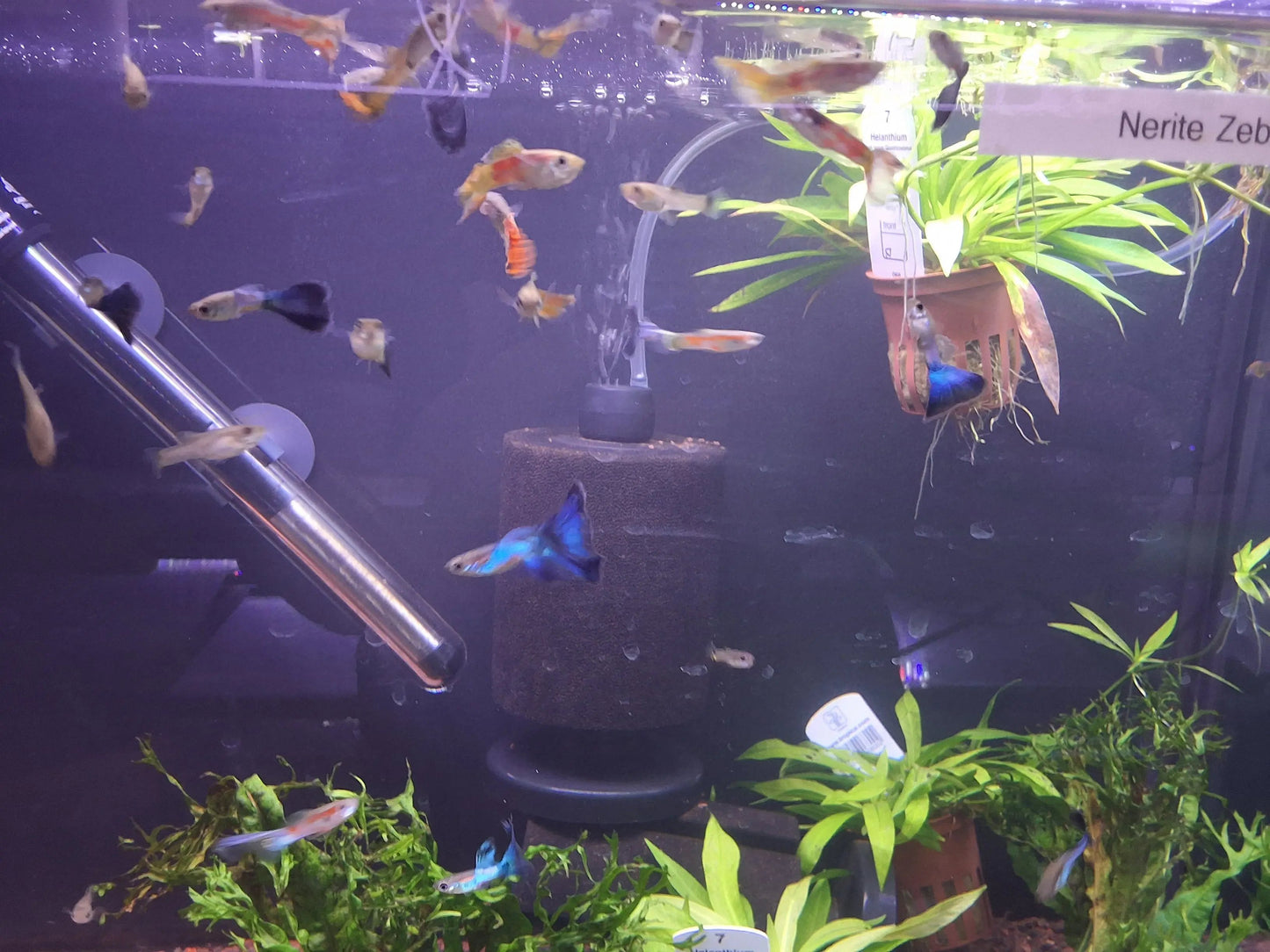 Fancy Guppy (Poecilia reticulata) β colorful livebearer fish with flowing multicolored tail and vibrant body pattern swimming in a planted freshwater aquarium