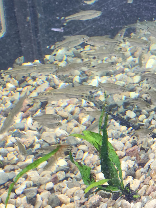 School of Scissortail Rasboras swimming in a planted aquarium