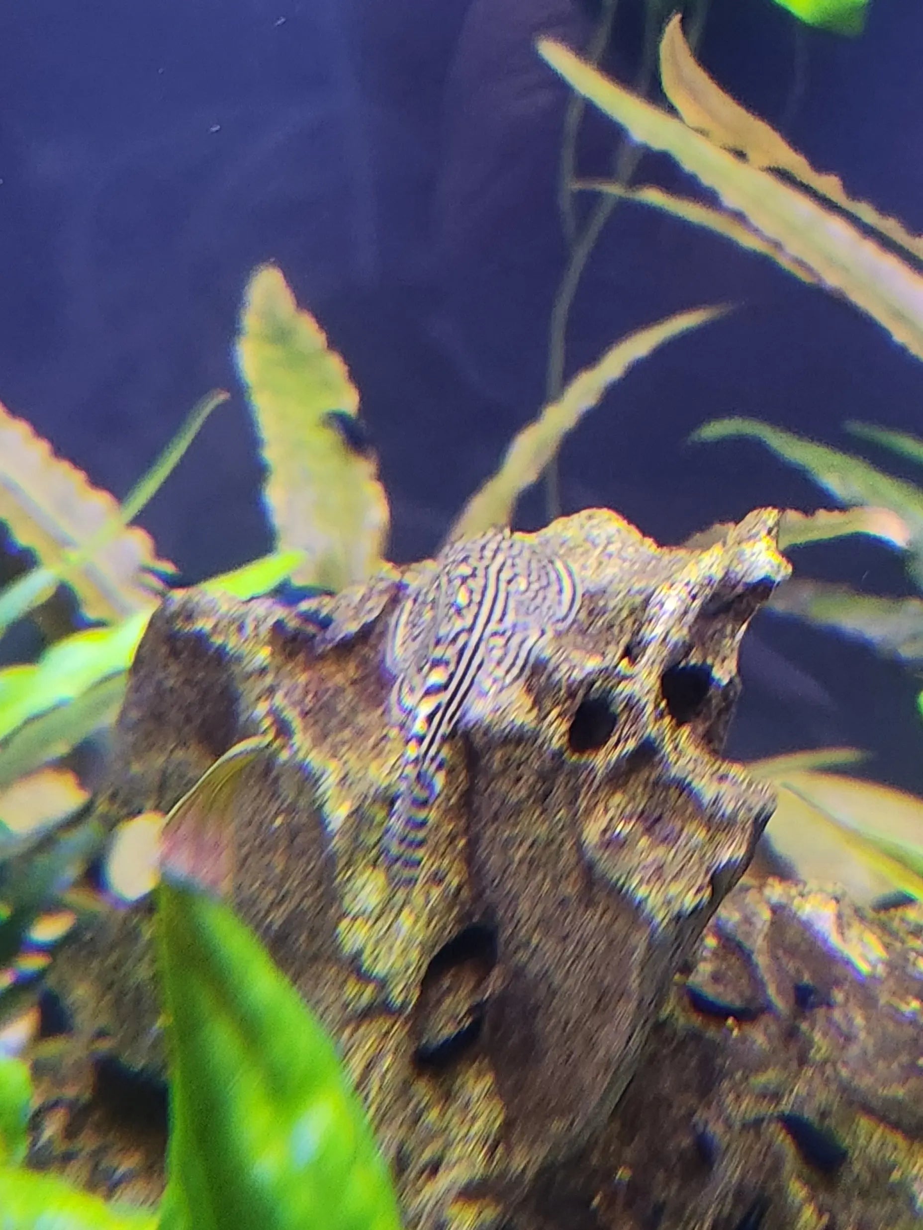 Reticulated Hillstream Loach (Sewellia lineolata) – peaceful algae-eating freshwater fish with a flattened body and intricate reticulated pattern, ideal for planted river-style tanks.