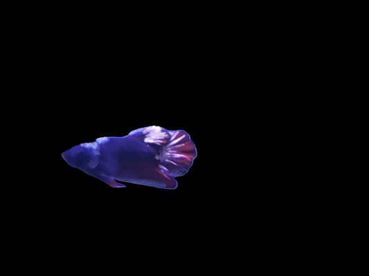 Male Plakat Black Samurai Betta (Betta splendens) – bold short-finned Betta with metallic black and silver armor-like scales and deep red fins swimming in a freshwater aquarium