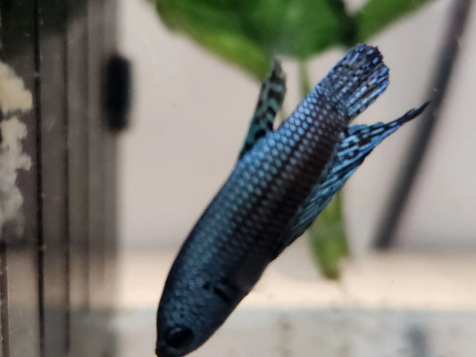 Alien Blue Steel Plakat Betta – metallic blue short-fin betta fish with iridescent scales