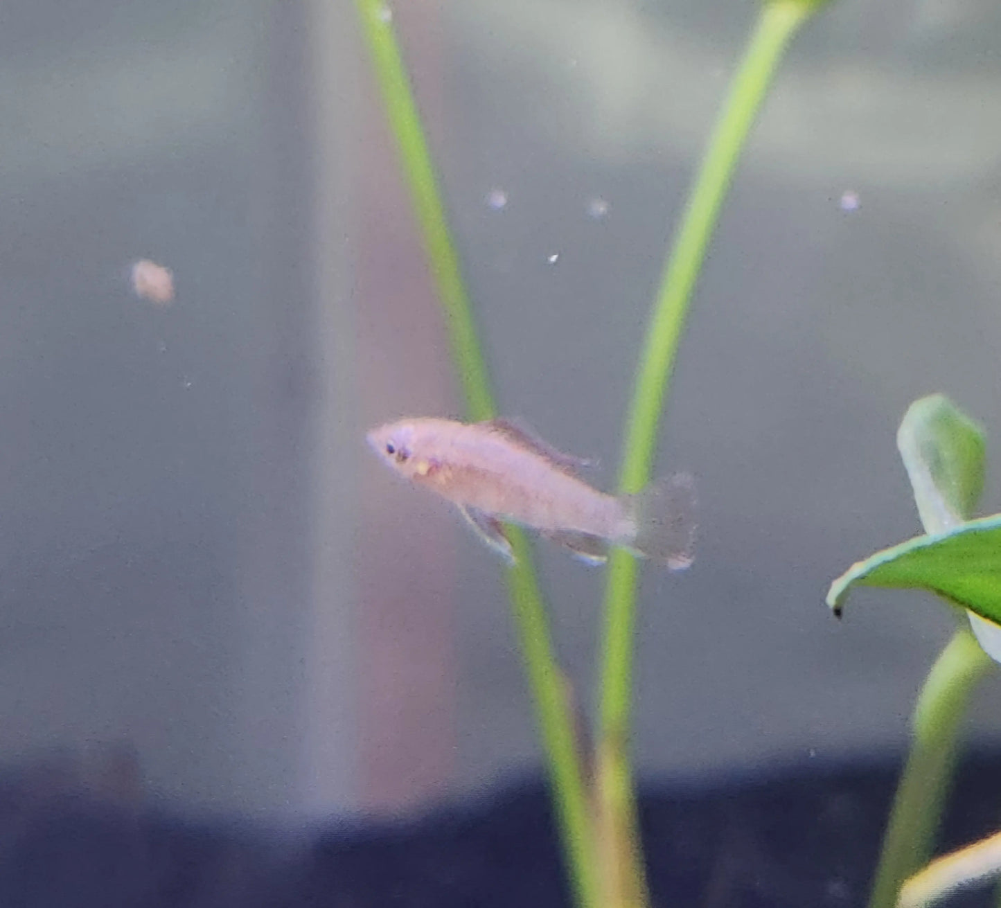 Scarlet Badis (Dario dario) – bright red nano aquarium fish with blue accents, swimming among live plants.