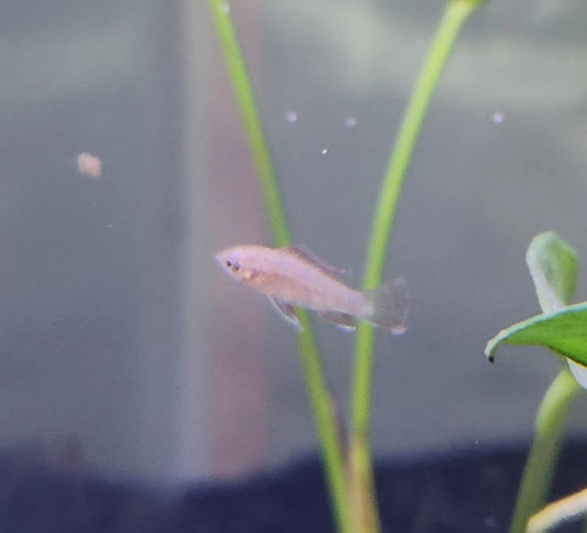 Scarlet Badis (Dario dario) – bright red nano aquarium fish with blue accents, swimming among live plants.