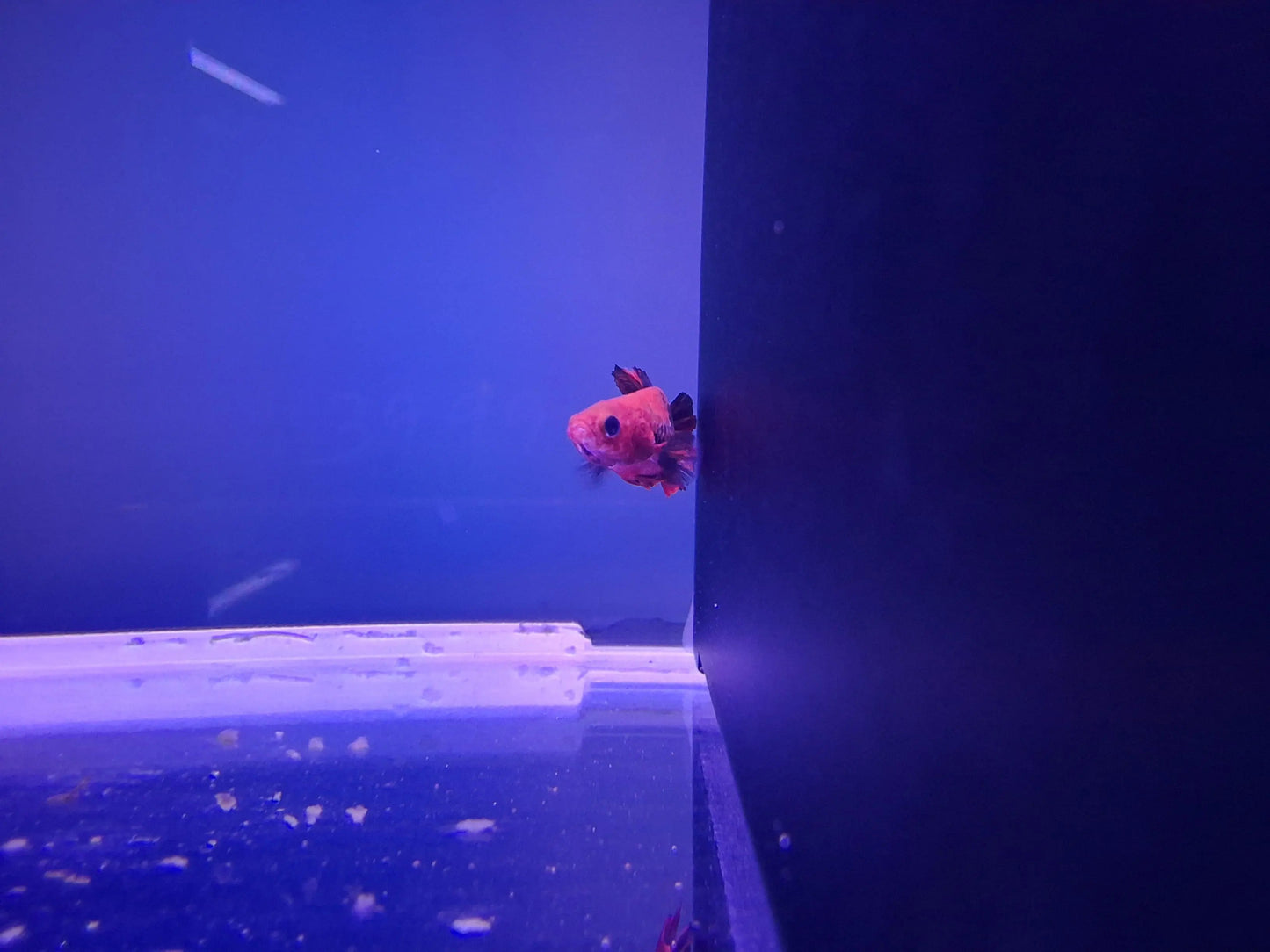 Male Plakat Hellboy Betta (Betta splendens) β striking short-finned Betta with deep red body, dark face, and metallic blue highlights swimming in a planted freshwater aquarium