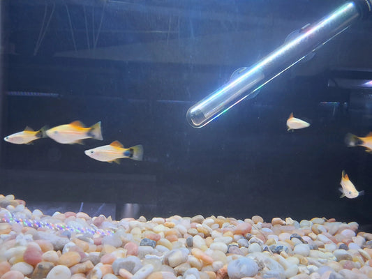 Pineapple Mickey Mouse Swordtail (Xiphophorus hellerii) – bright yellow-orange livebearer fish with signature Mickey Mouse tail spot swimming in a planted freshwater aquarium, peaceful and full of character