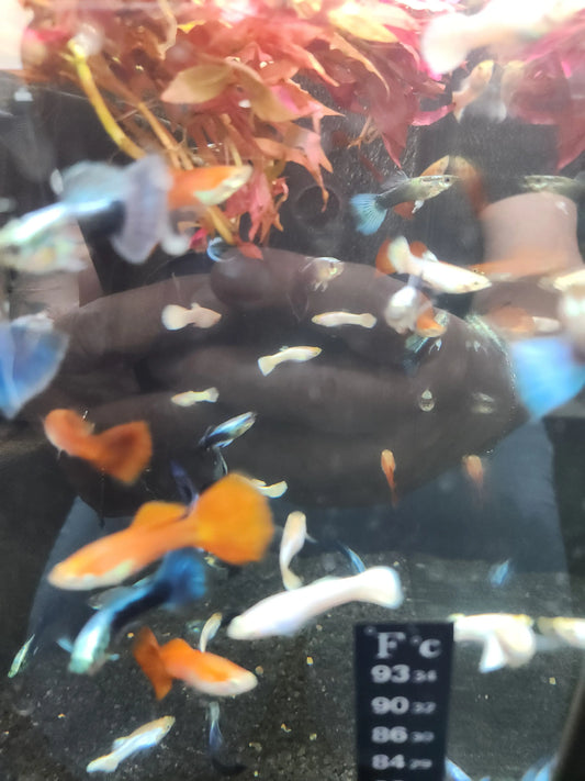 American Flag Guppy (Male) – Poecilia reticulata livebearer with red, white, and blue fin patterns
