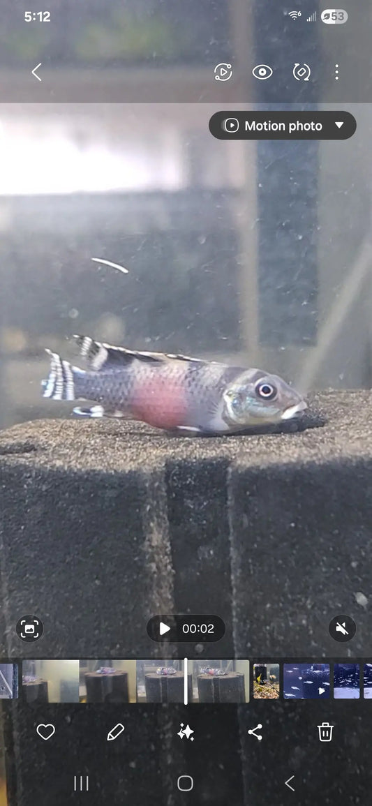 Nigerian Yellow Kribensis – Pelvicachromis pulcher yellow morph cichlid