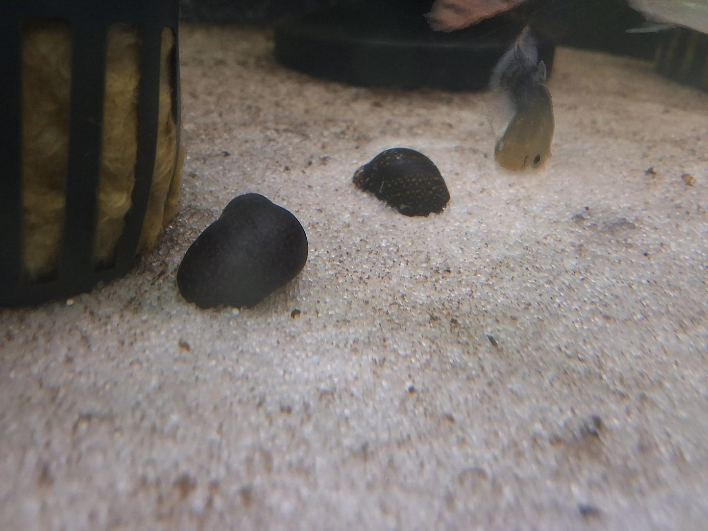 Batik Nerite Snail (Neritina variegata) β beautifully patterned freshwater snail with intricate brown and gold batik shell design grazing on aquarium glass, natural algae eater