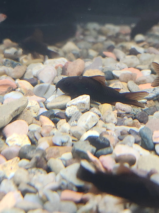 Black Venezuela Corydoras freshwater catfish with deep black coloration