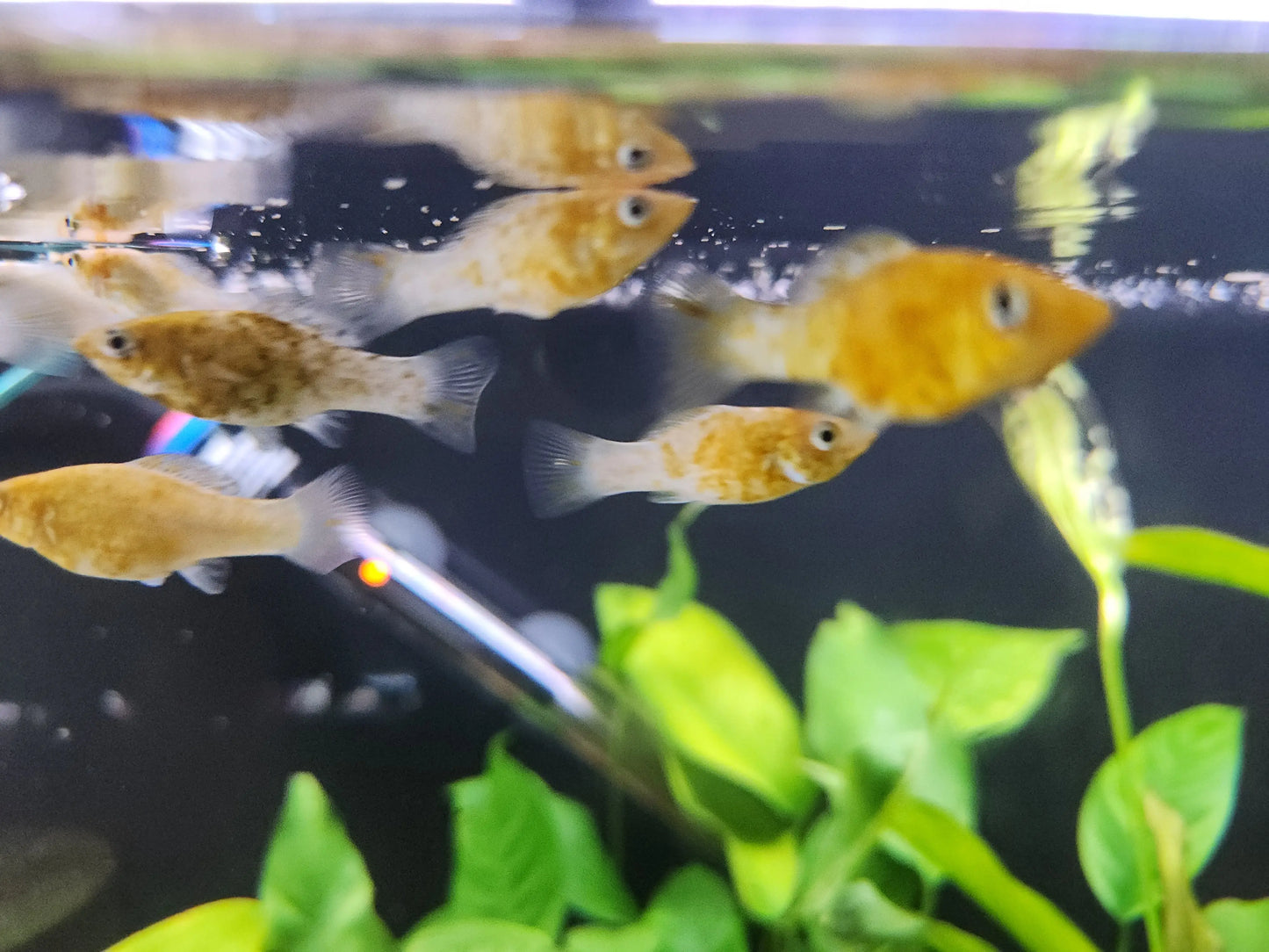 Fanta Molly β Vibrant Livebearer for Community Aquariums