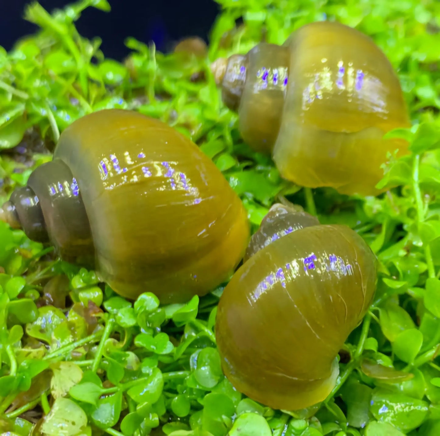 Jade Mystery Snail (Pomacea bridgesii) β green-shelled freshwater aquarium snail, peaceful algae eater for planted tanks.