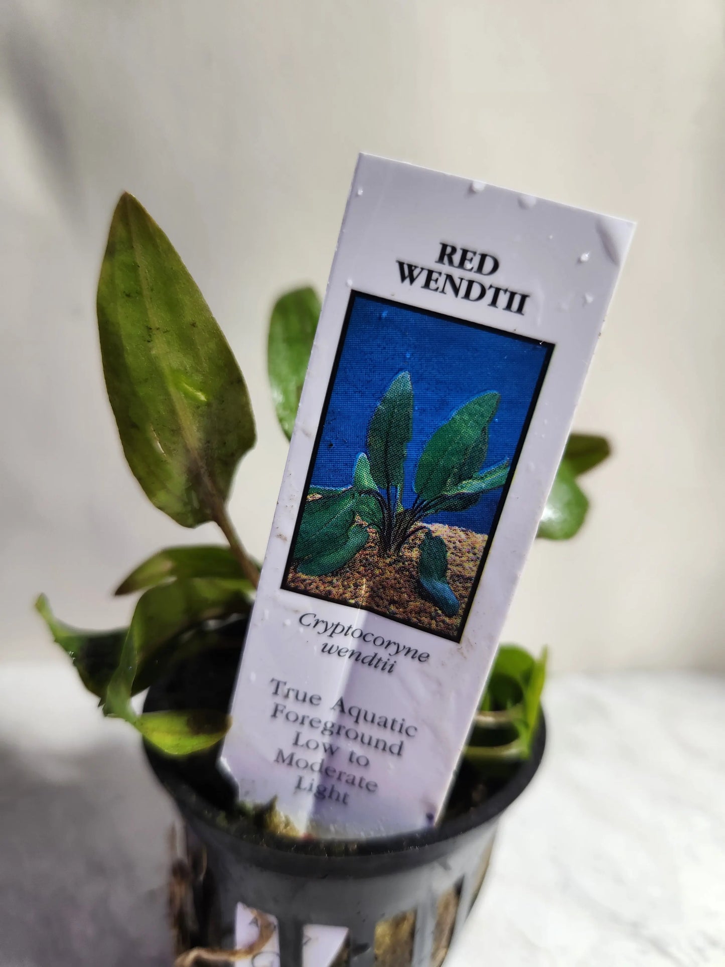 Cryptocoryne wendtii 'Red' Tropical Treasures Wyo