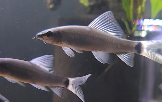 Ghost Shark – silvery transparent freshwater fish with shark-like profile swimming near the bottom of a planted aquarium