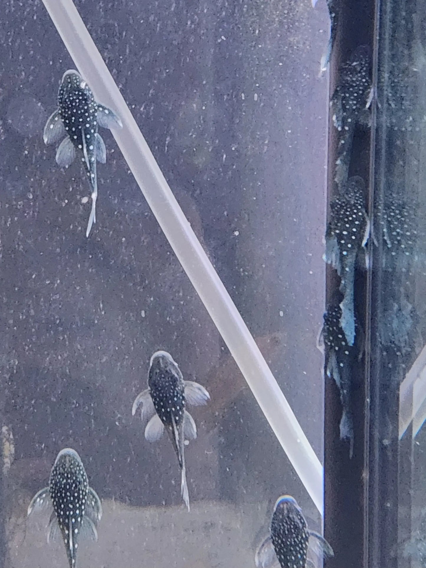 L128 Blue Phantom Pleco peaceful algae-grazing catfish for aquascapes