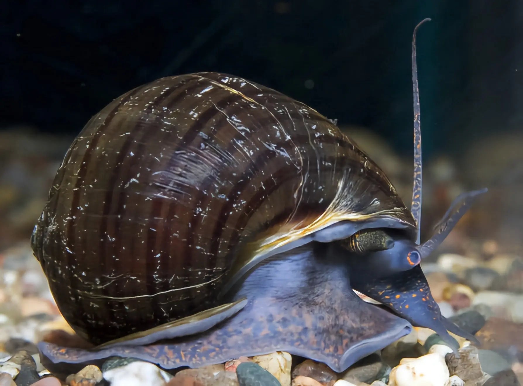 Black Mystery Snail (Pomacea bridgesii) – dark-shelled freshwater aquarium snail, peaceful algae eater for community tanks.