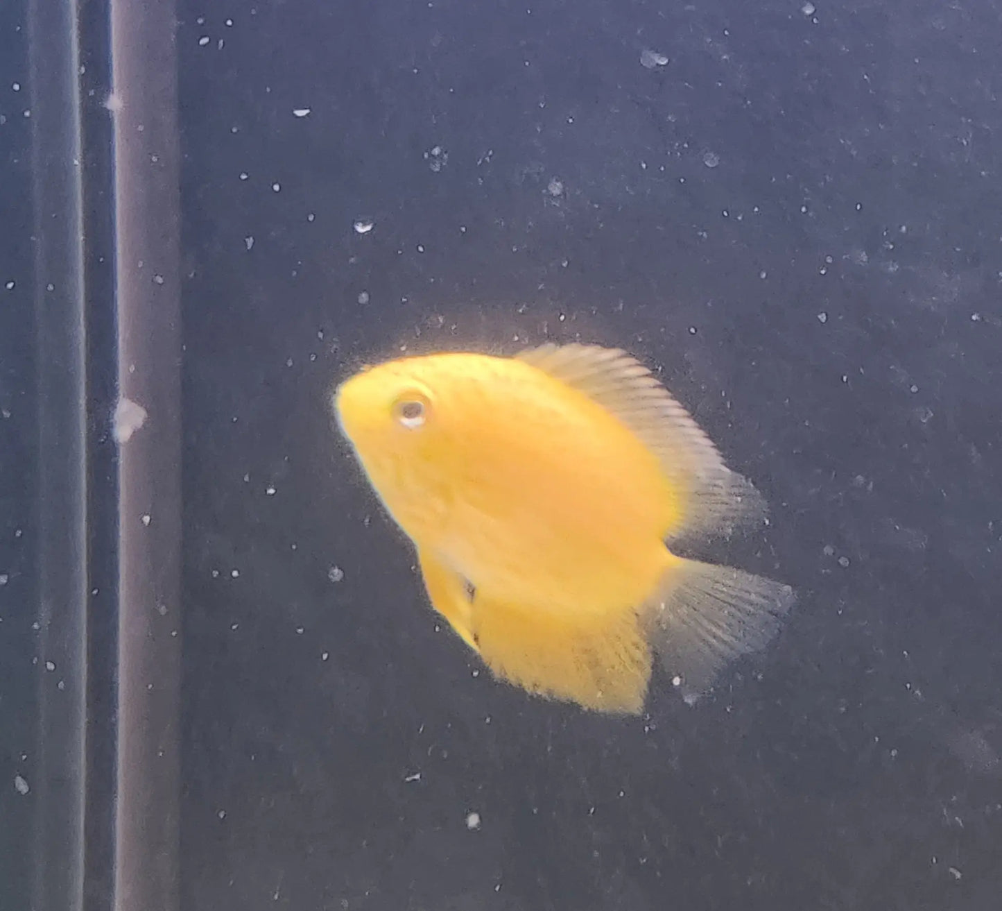 Red Spot Gold Severum Cichlid – golden-yellow cichlid with bright red facial and body speckles swimming in a freshwater aquarium