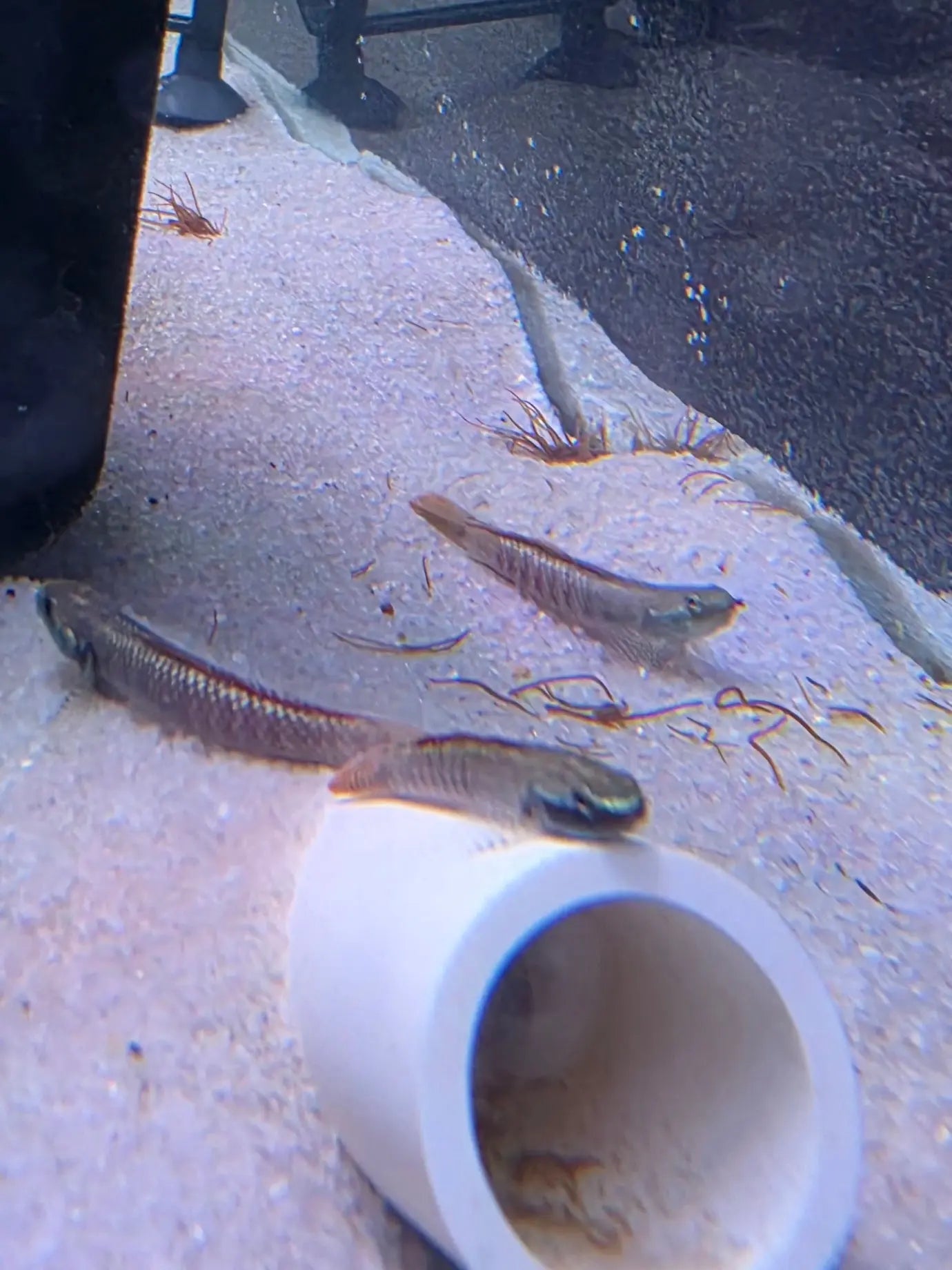 Rainbow Goby Stiphodon ornatus colorful freshwater algae grazing goby