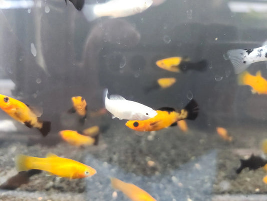 Unique Mixed Molly (Poecilia sphenops) โ colorful livebearer fish assortment for freshwater aquariums