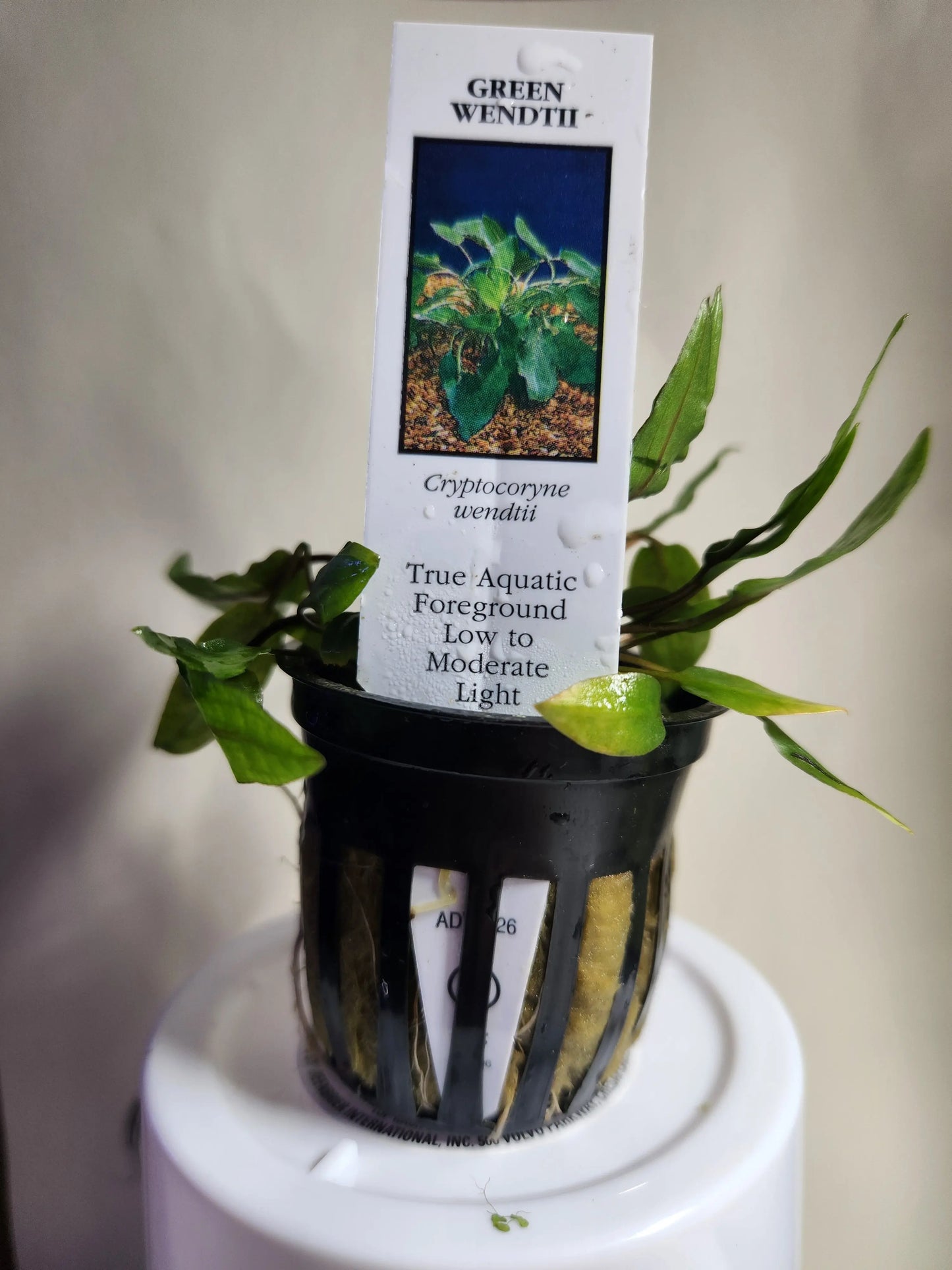 Cryptocoryne wendtii 'Bronze' Tropical Treasures Wyo