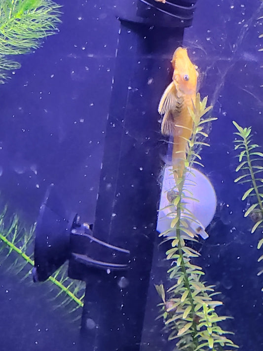 Blue-Eye Lemon Pleco – striking yellow freshwater pleco with vivid blue eyes, peaceful algae eater for community and planted aquariums.