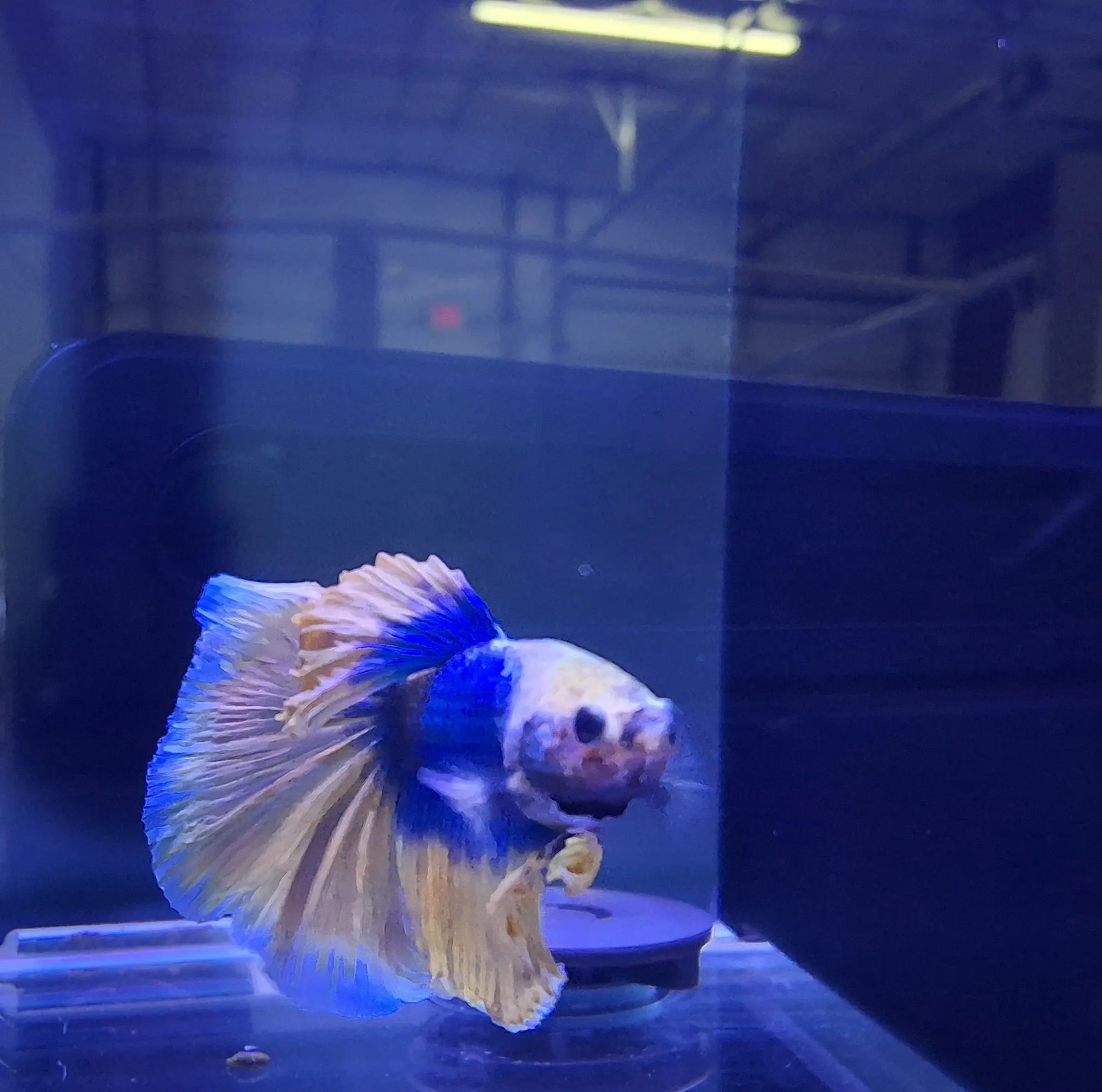 Male Halfmoon Patriot Betta (Betta splendens) – striking Betta with flowing fins in bold red, white, and blue patriotic colors displaying full half-moon tail spread in a planted freshwater aquarium