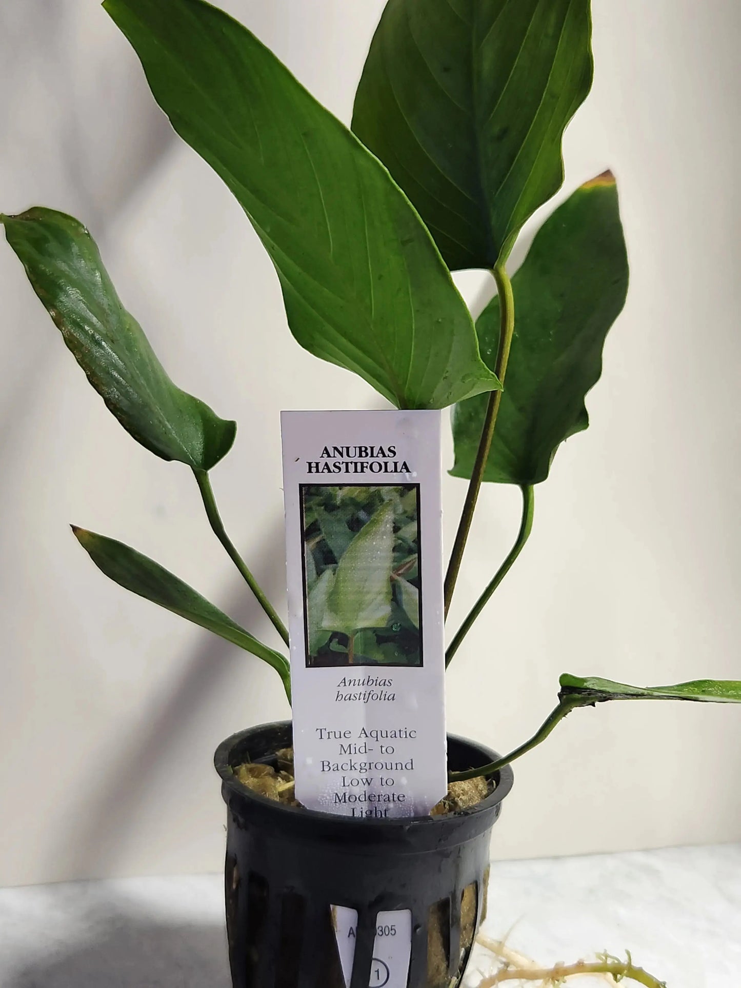 Anubias Hastifolia Large Tropical Treasures Wyo