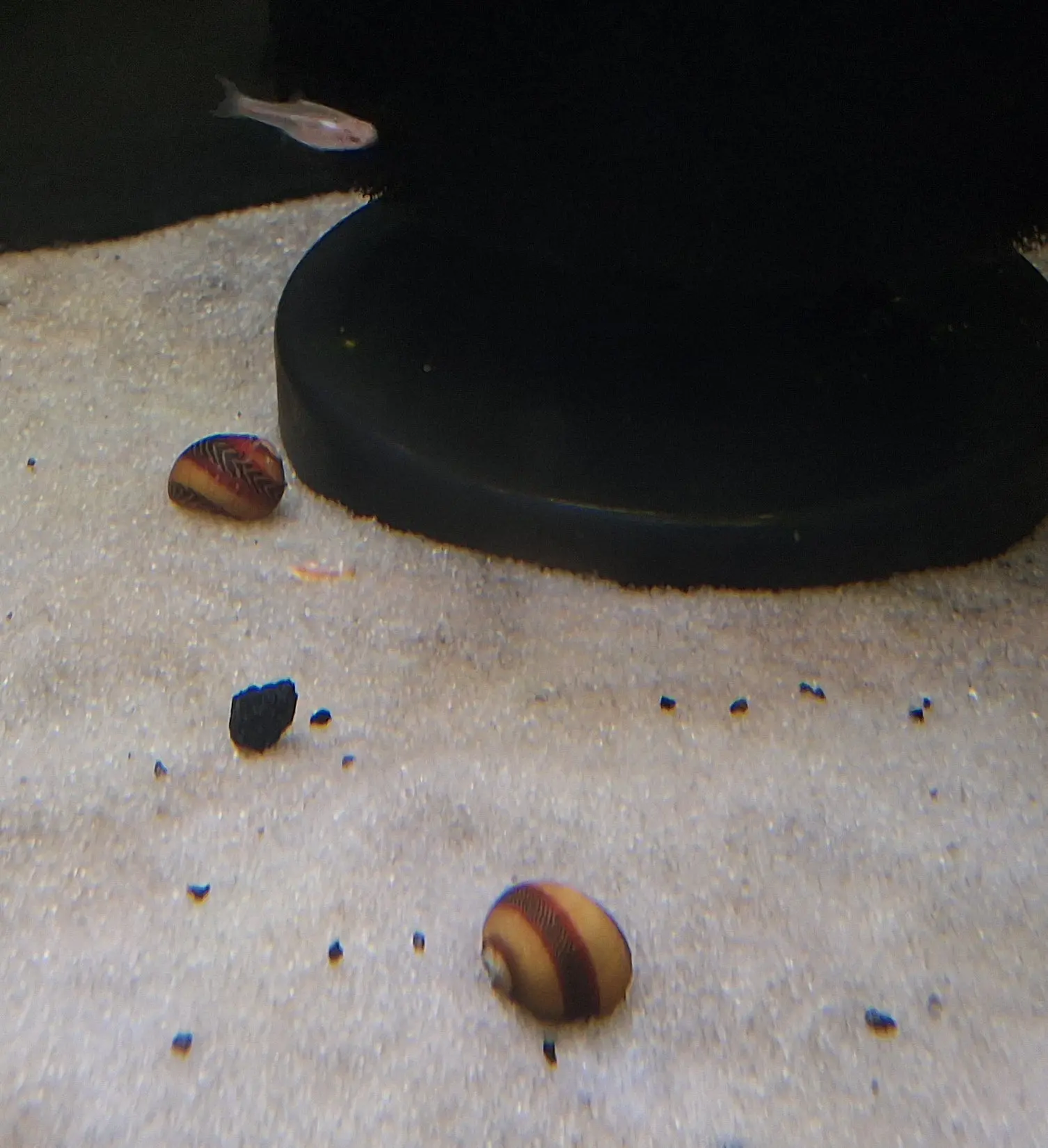Nerite Red Racer Snail (Vittina waigiensis) striking red and black striped shell snail gliding on aquarium glass, natural algae control expert in freshwater tank