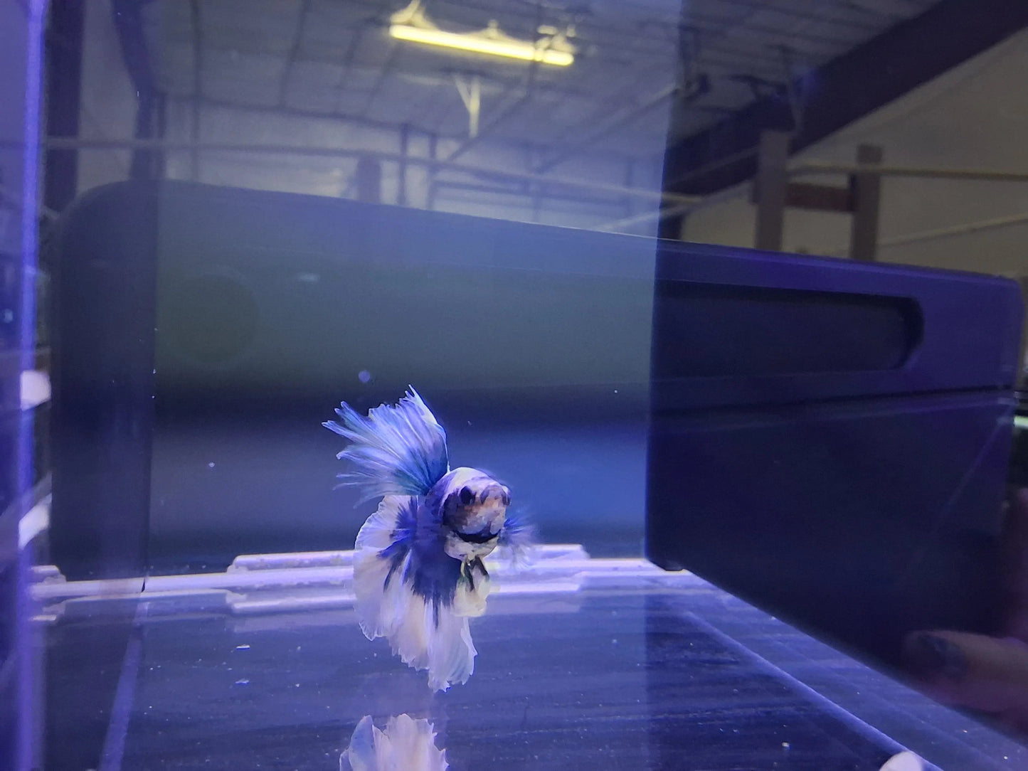 Male Plakat Yellow Koi Galaxy Betta (Betta splendens) short-finned Betta with vibrant yellow, orange, and blue marbled coloration and cosmic galaxy pattern swimming in a planted freshwater aquarium
