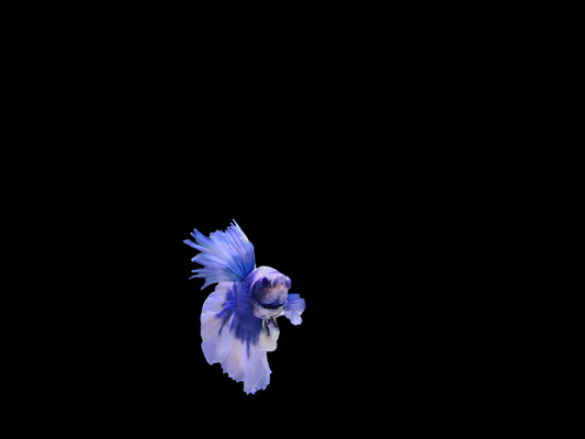 Male Plakat Yellow Koi Galaxy Betta (Betta splendens) – short-finned Betta with vibrant yellow, orange, and blue marbled coloration and cosmic galaxy pattern swimming in a planted freshwater aquarium