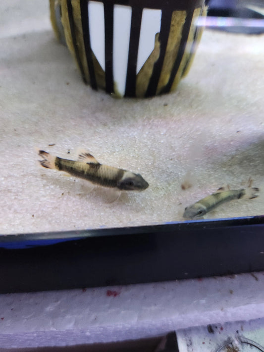 Panda Garra fish – algae-eating community aquarium species