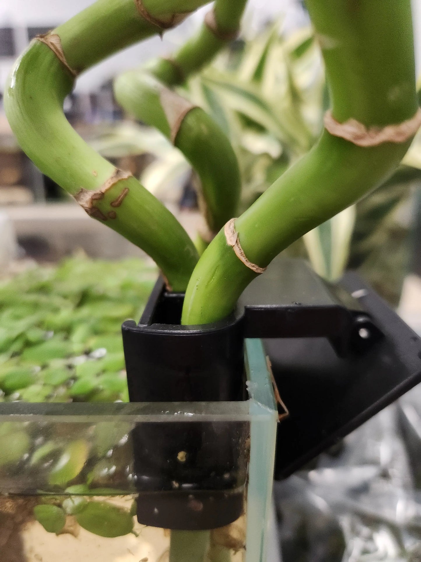 Bamboo 3 Clip Holder – Aquarium Bamboo or Plant Stand