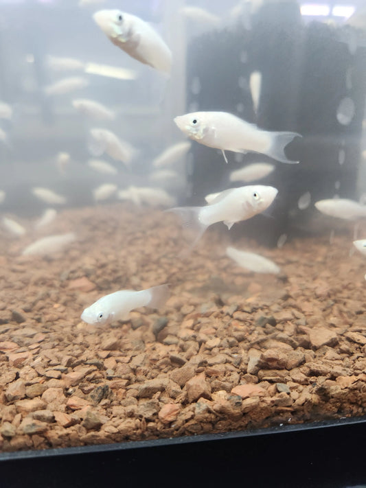 Silver Lyretail Molly (Poecilia latipinna) โ elegant freshwater livebearer fish with shimmering silver body and lyre-shaped tail, ideal for community or brackish aquariums.